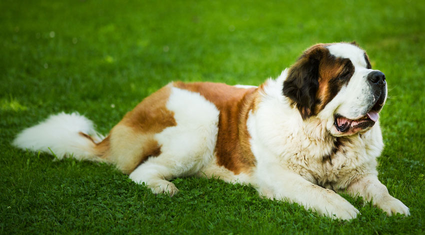Bernardinec je tipičen predstavnik velikih pasem psov