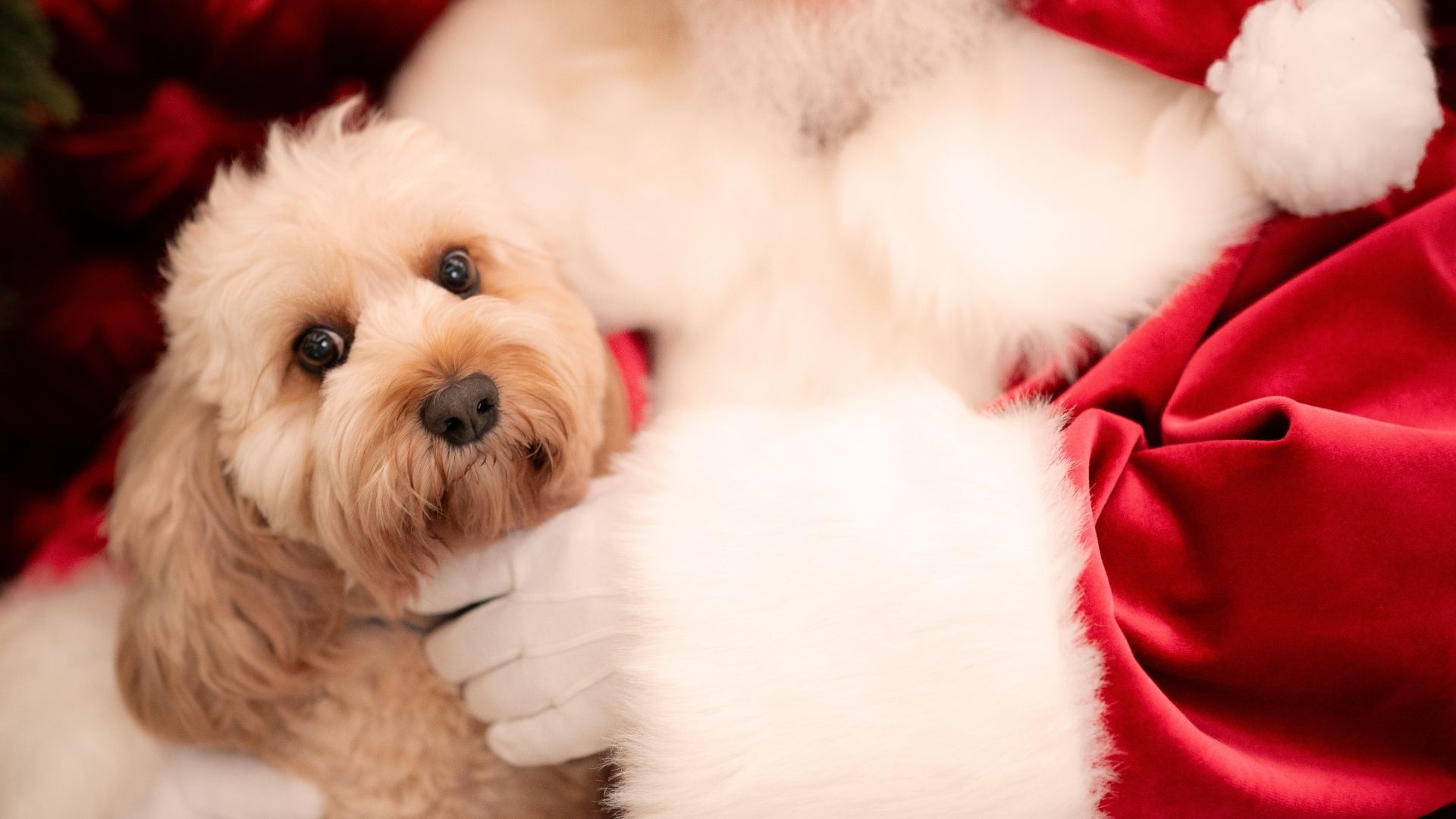 A small dog looks at the camera while held in Santa's gloved hands