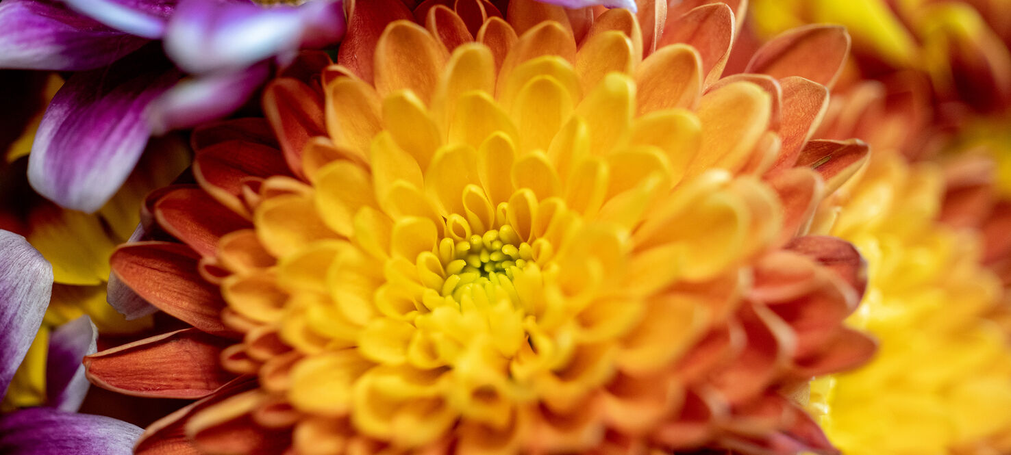dahlia flowers