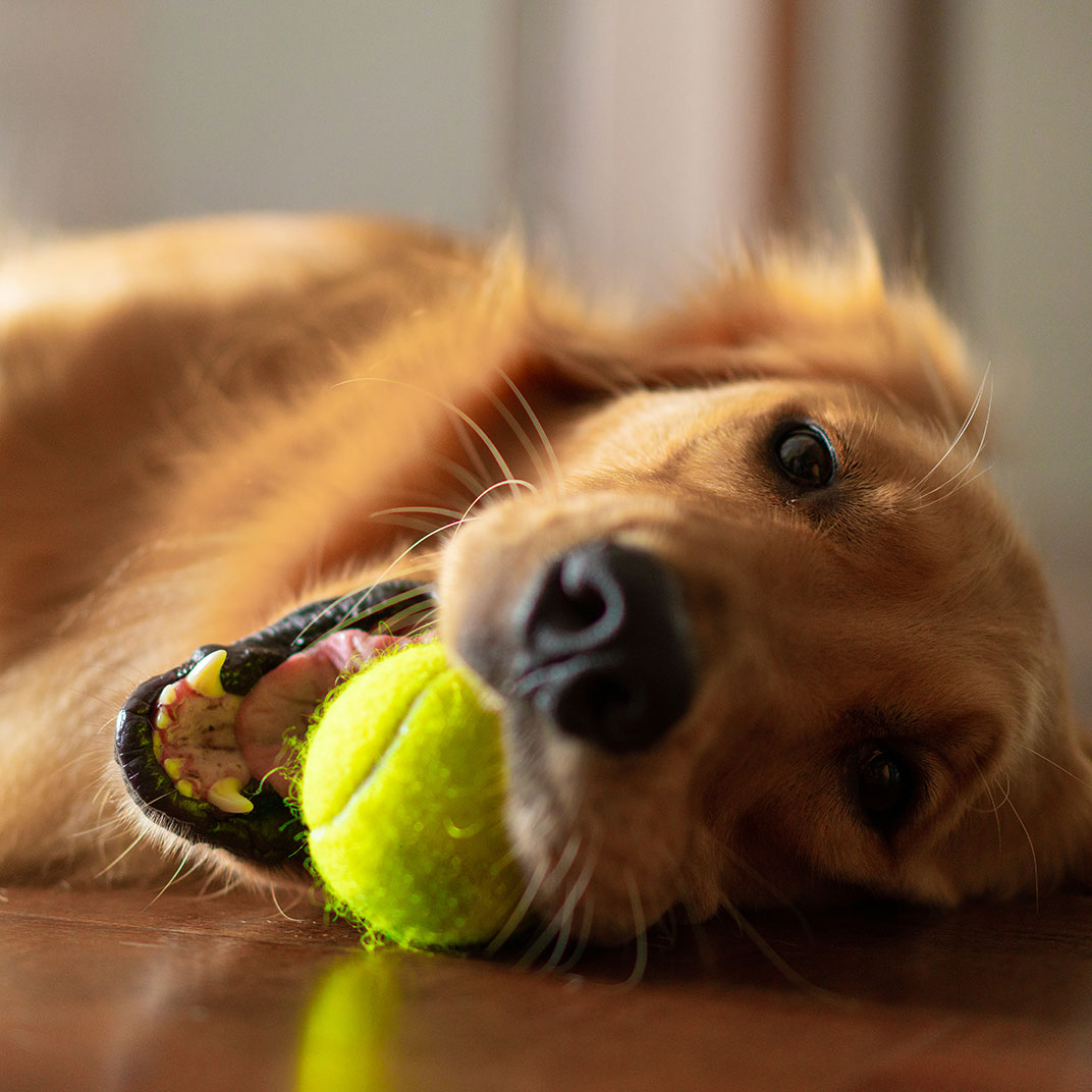 featured-case-study_pet-supplies-plus.jpg Pet Supplies Plus dog