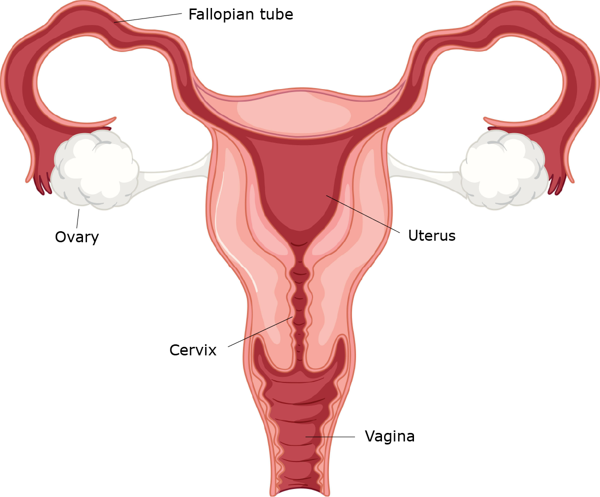Illustration showing the female reproductive system.