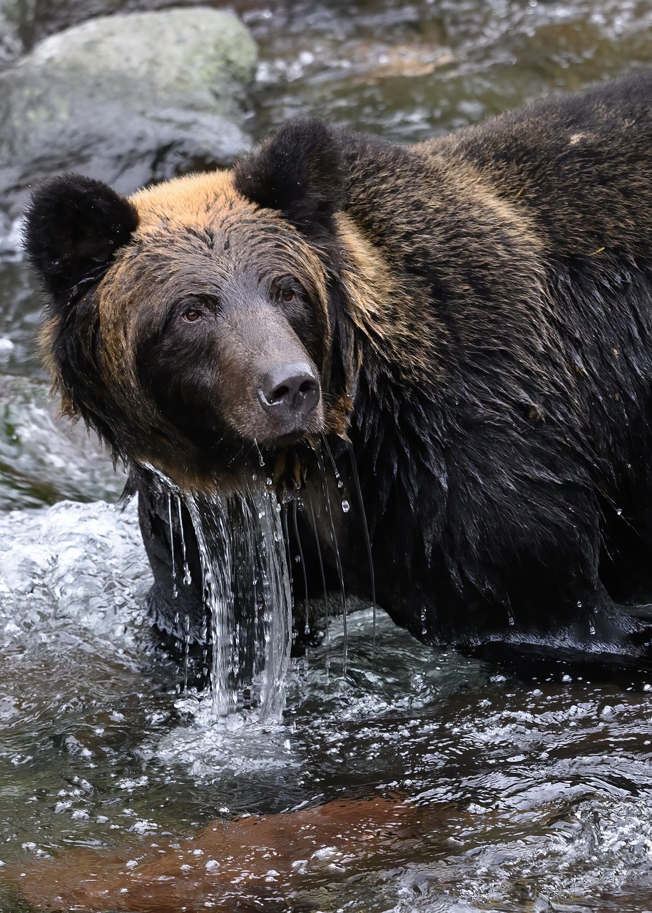 A bear in the river, most likely hunting for Salmon