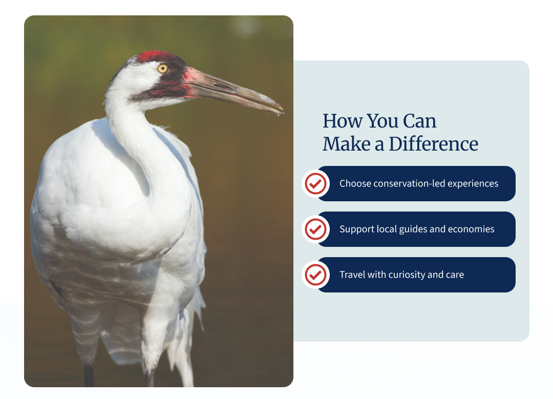infographic on how you can make a difference with wildlife tourism