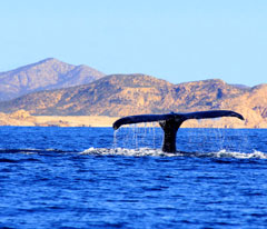 Baja, Mexico