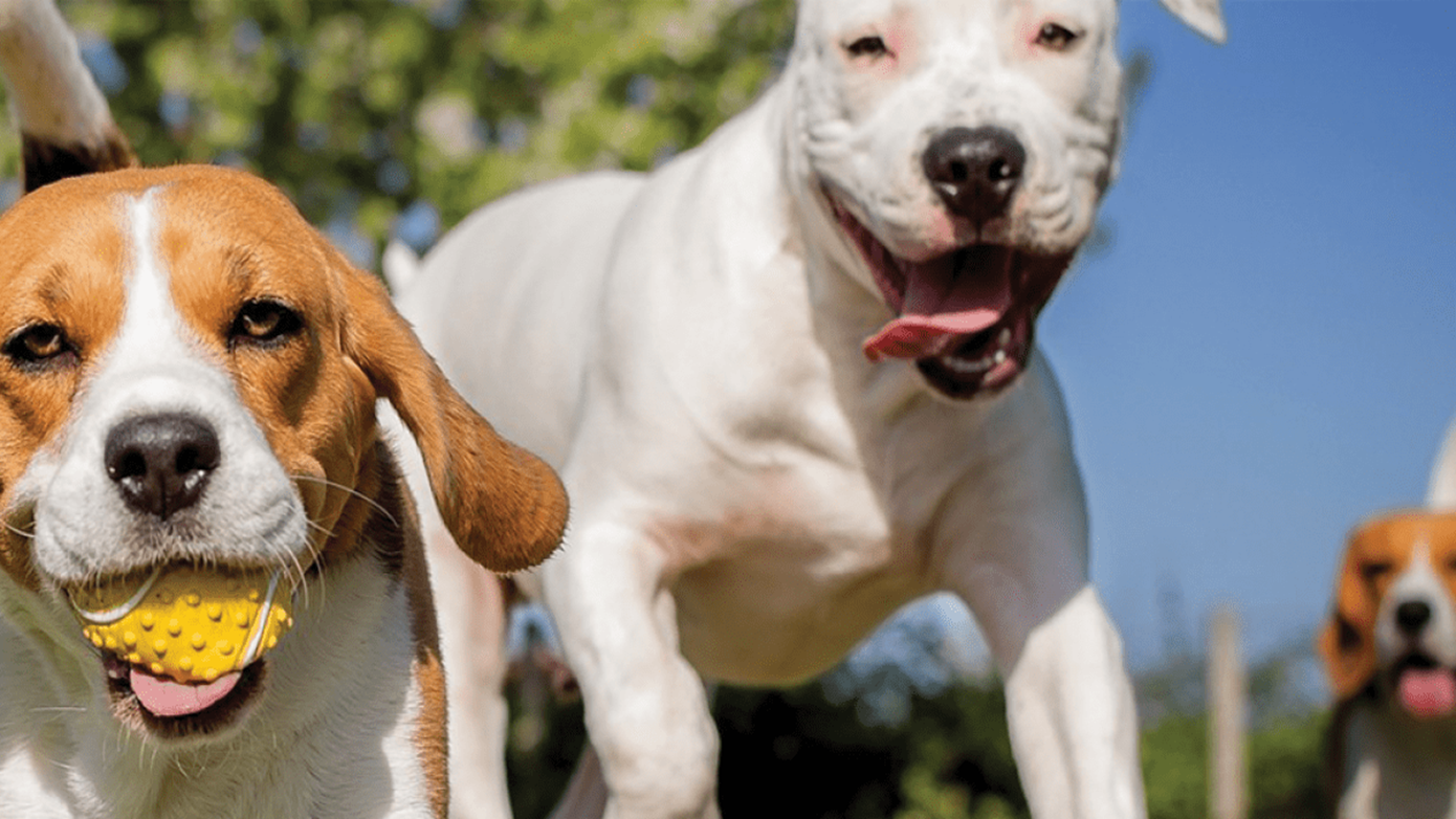pet-supplies-plus-card
