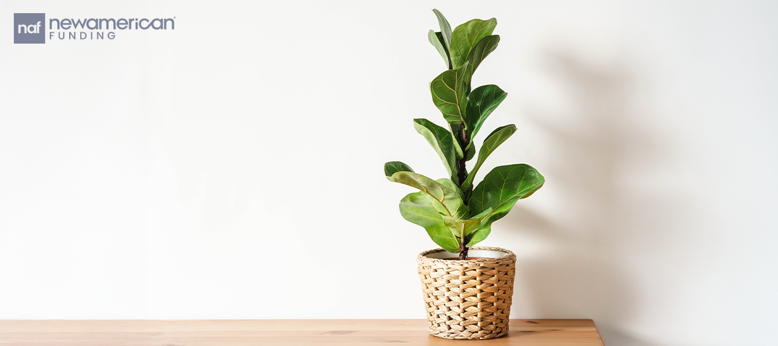 A lovely houseplant.
