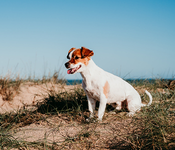 Simpatičen kuža sedi na obali morja in čaka lastnika