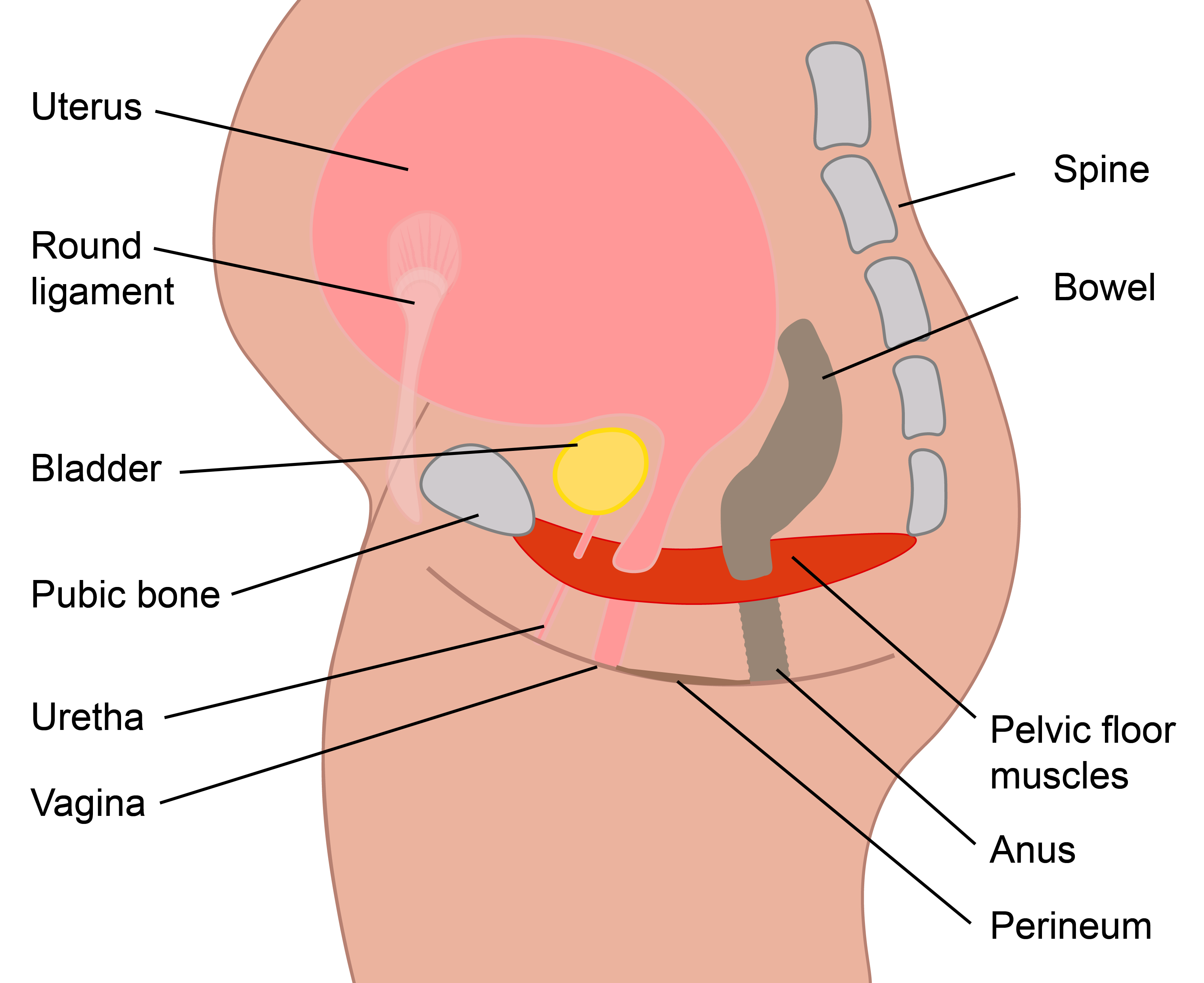 Illustration showing the round ligament.