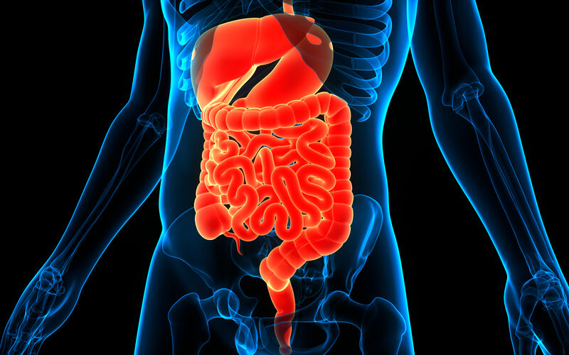 graphic of midsection of human body with stomach and intestines a bright orange