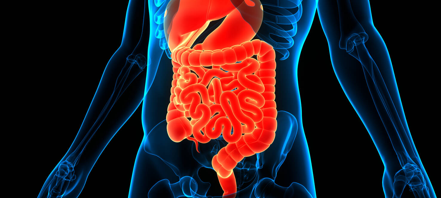 graphic of midsection of human body with stomach and intestines a bright orange