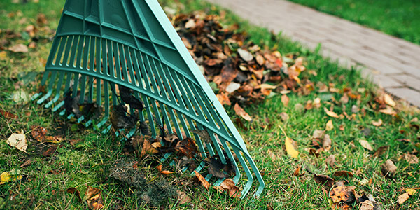 raking leaves