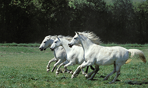 Prizor lipicancev, ki drvijo v naravi je le eno od top 7 doživetij, ki jih lahko doživite v Lipici.