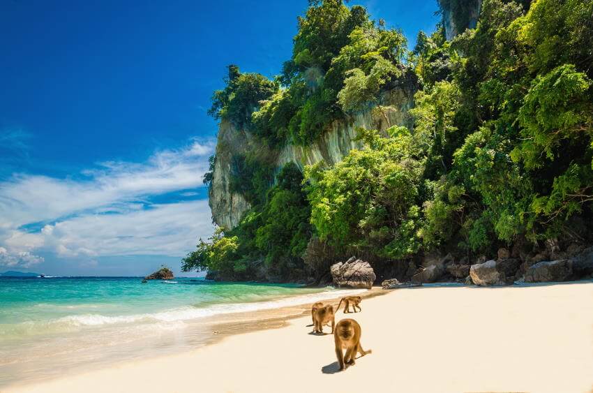 Tudi za druženje z opicami na Plaži opic na otoku Pji Pji je dobro izbrati ustrezno zavarovalno vsoto.